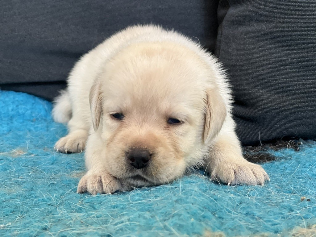 Of evergreen oak - Chiot disponible  - Labrador Retriever