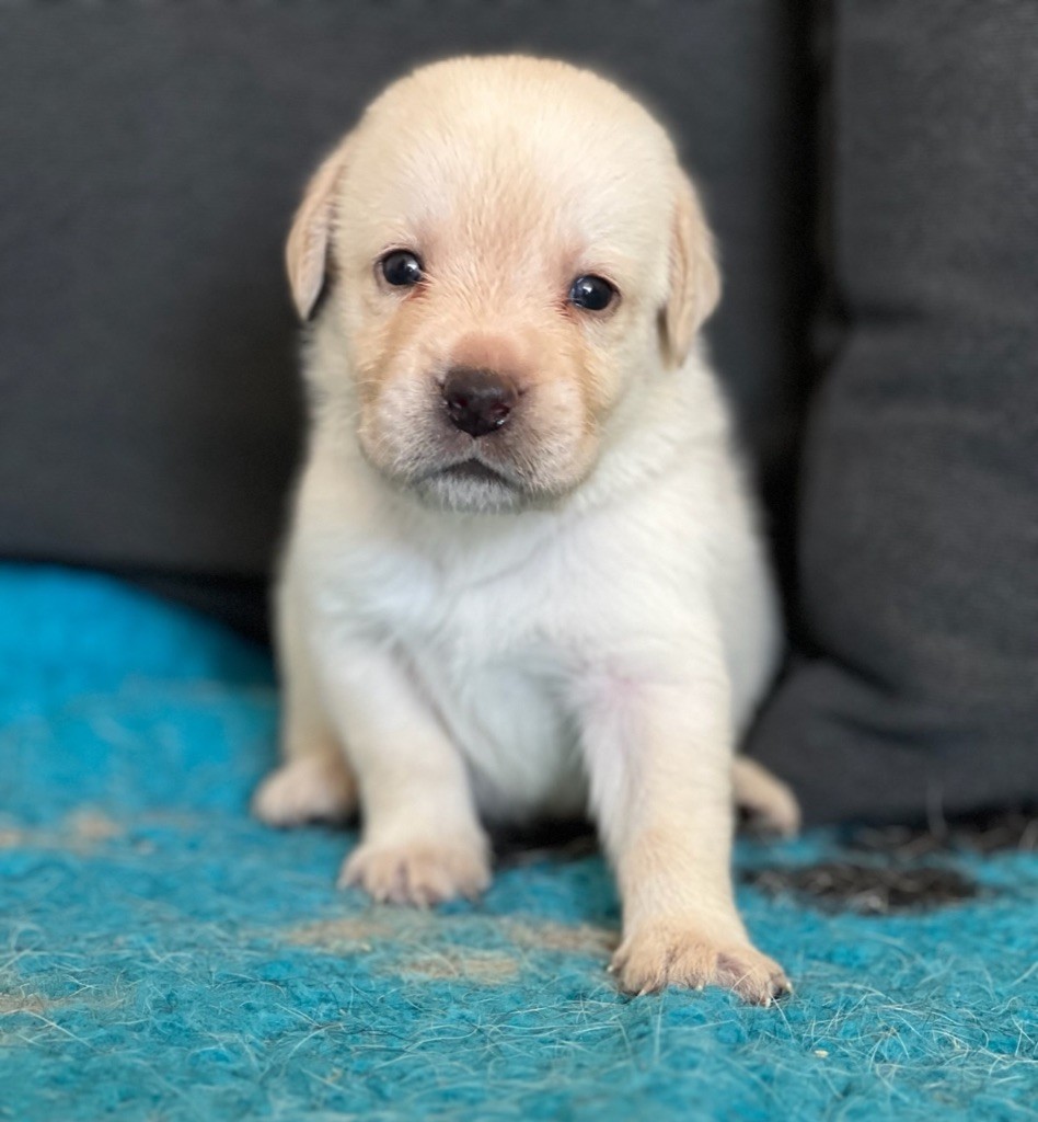 Of evergreen oak - Chiot disponible  - Labrador Retriever