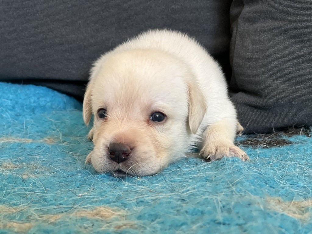 Of evergreen oak - Chiot disponible  - Labrador Retriever