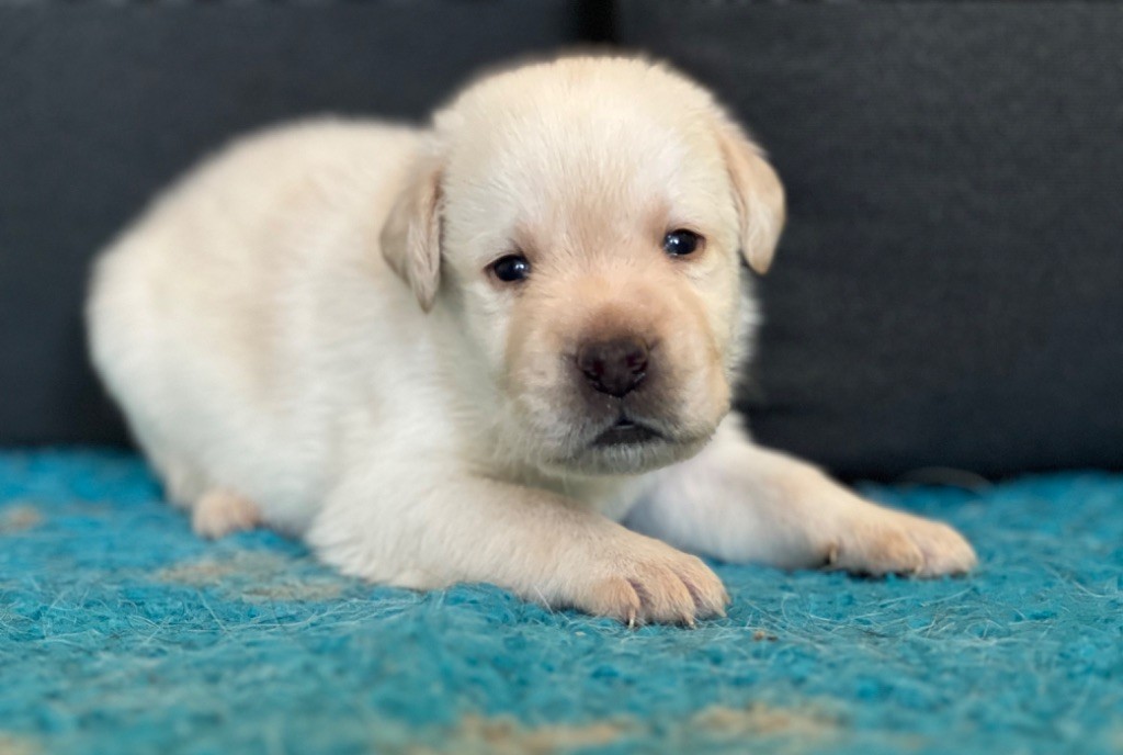 Of evergreen oak - Chiot disponible  - Labrador Retriever