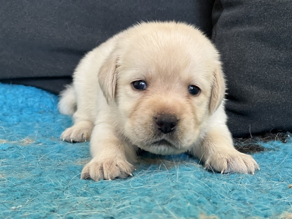 Of evergreen oak - Chiot disponible  - Labrador Retriever