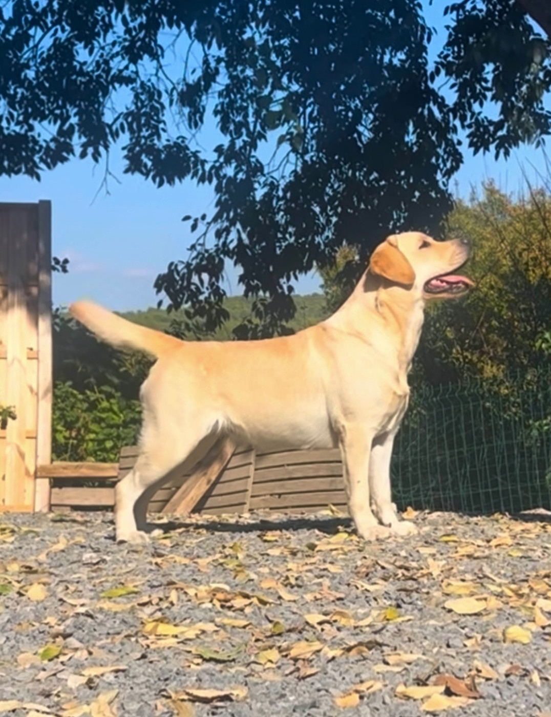 Unexpected Jew Of evergreen oak