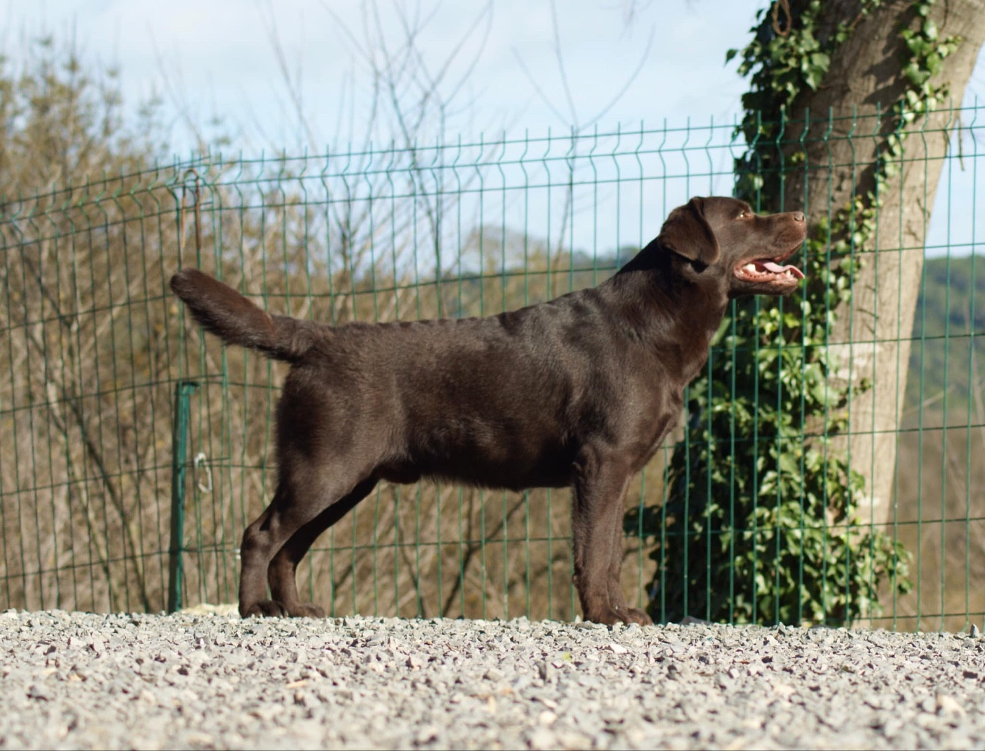 Ver El Futuro Of evergreen oak