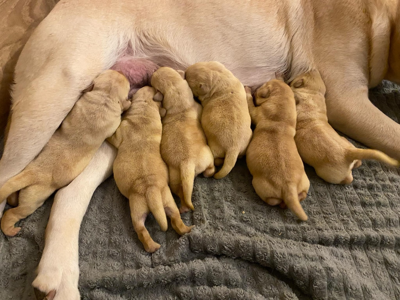 Chiots de Jew et Untello