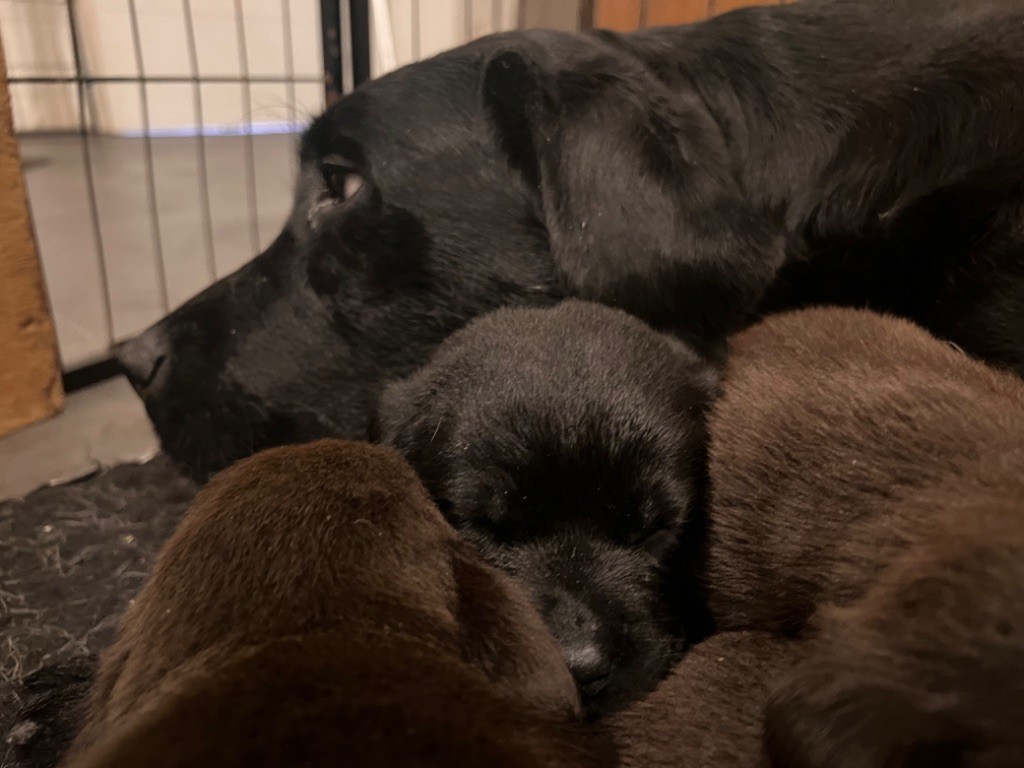 Of evergreen oak - Chiots disponibles - Labrador Retriever